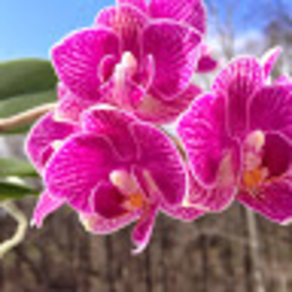 Meet your Posher, Rong - Picture 1 of 1